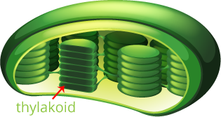 thylakloid-image